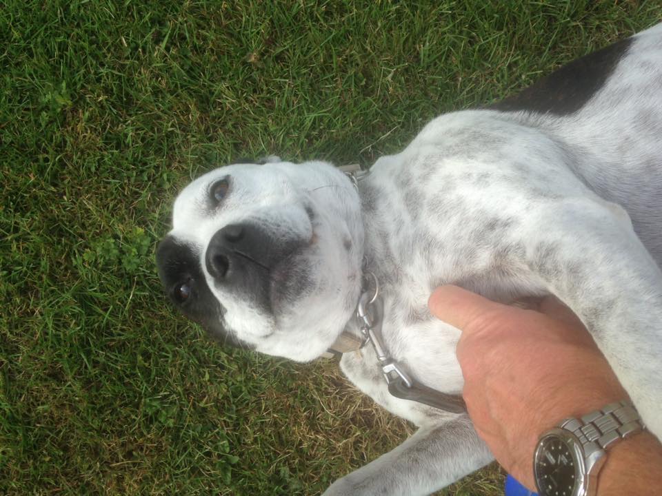 Dog looking up
