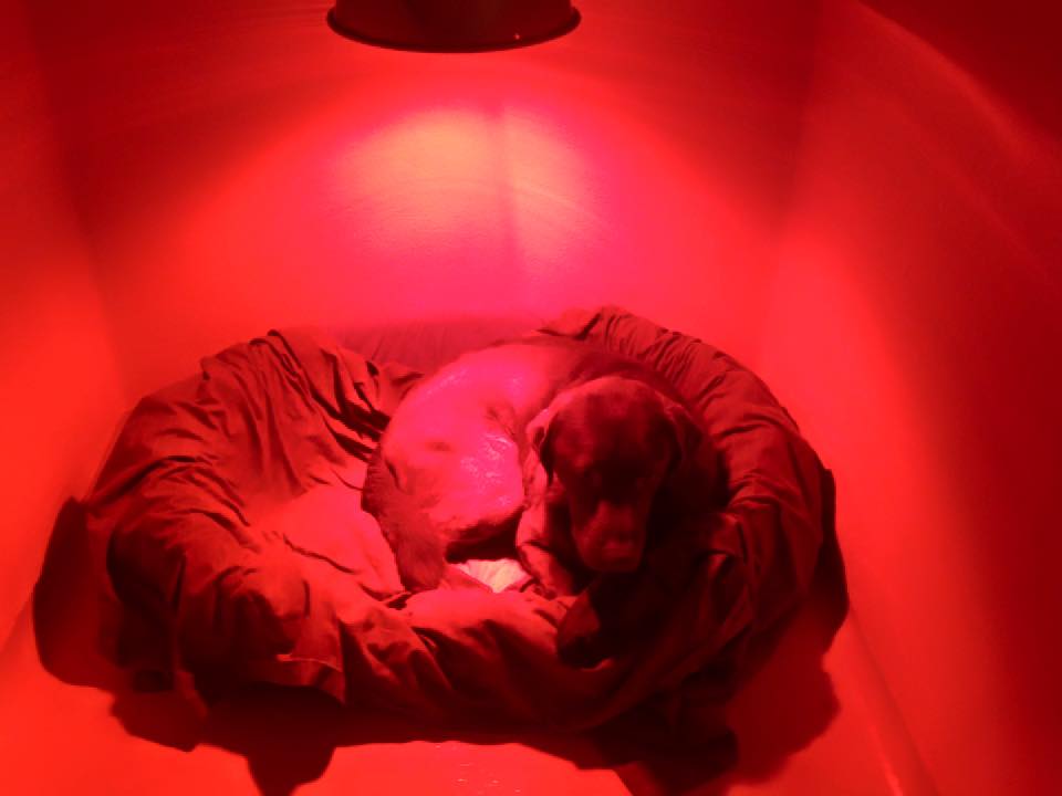 a resting dog