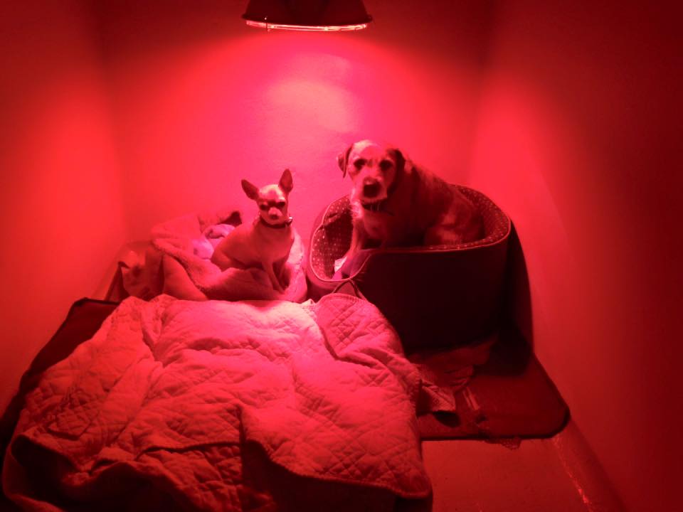 two dogs sitting