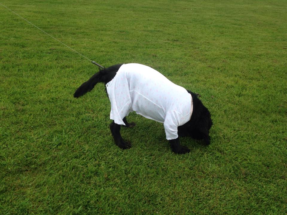 dog in a lawn