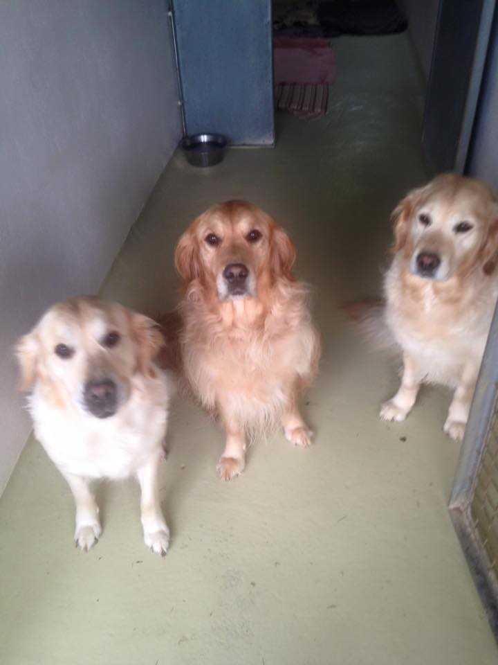 three dogs