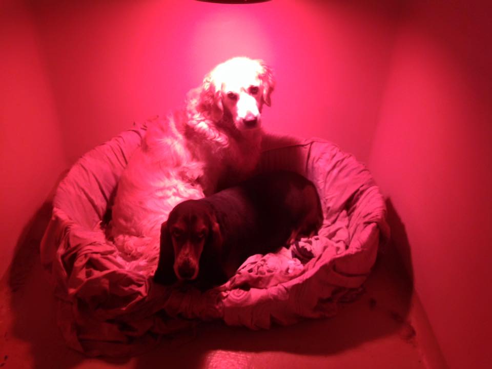 labrador
