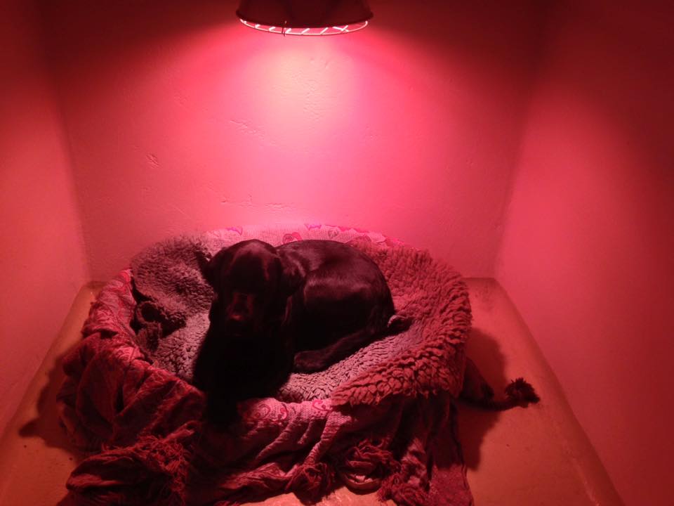 black coloured dog