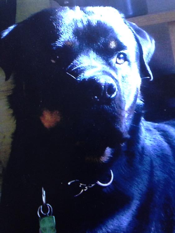 labrador