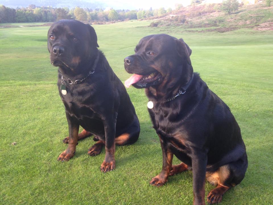 labradors