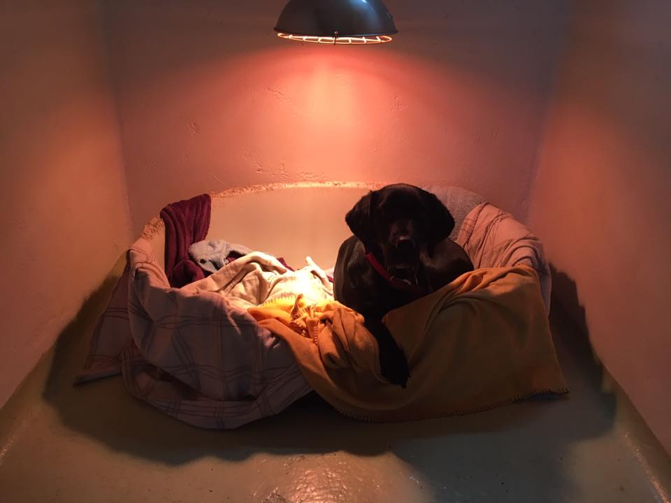 A labrador sitting