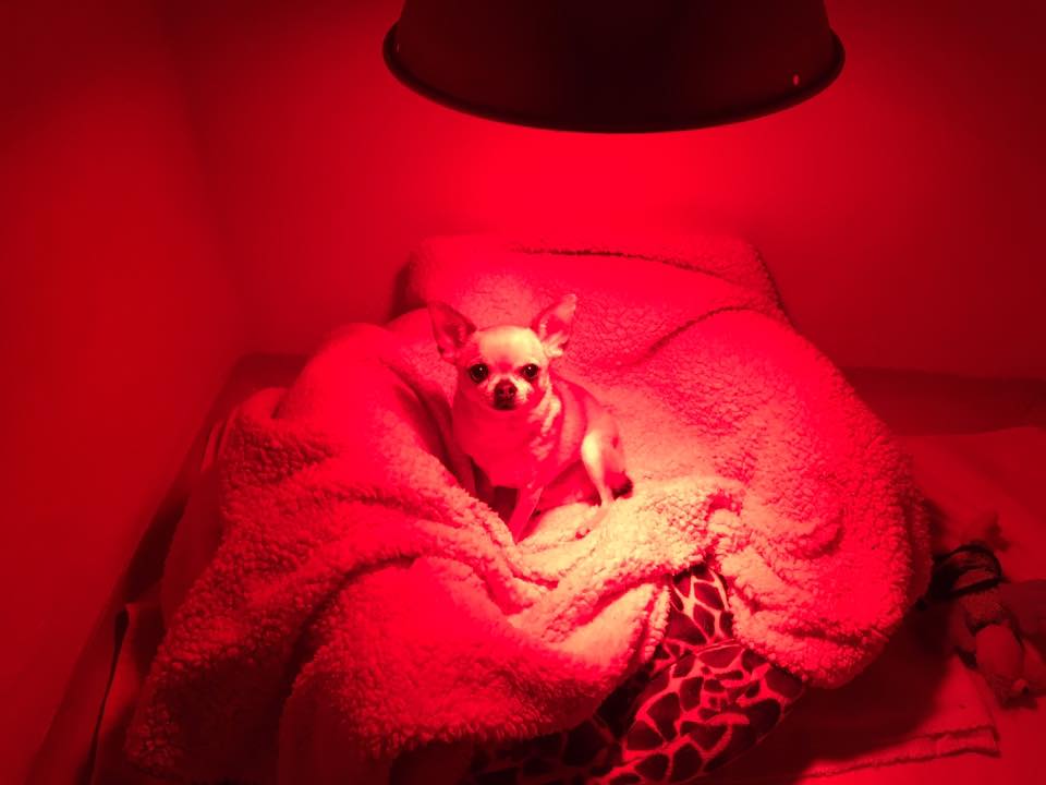 A cute puppy