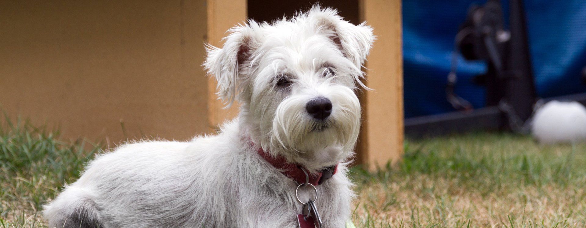 white coloured dog