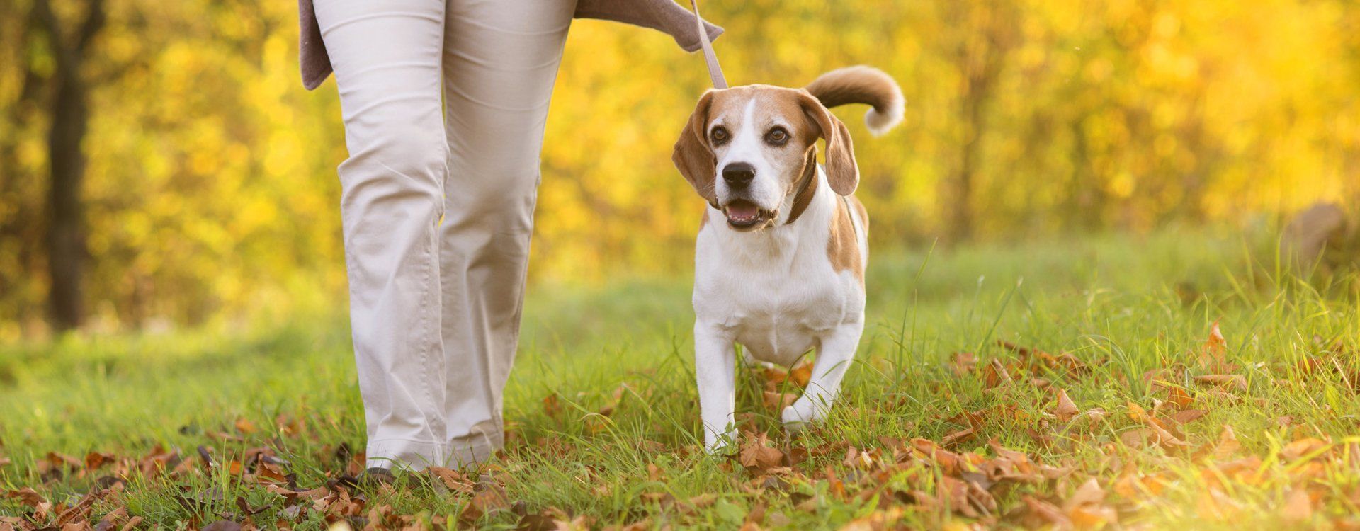 Dog walking