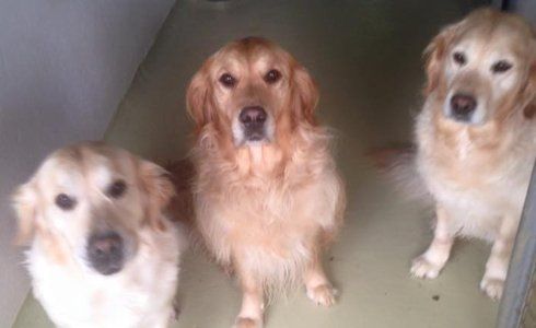 Golden Retriever