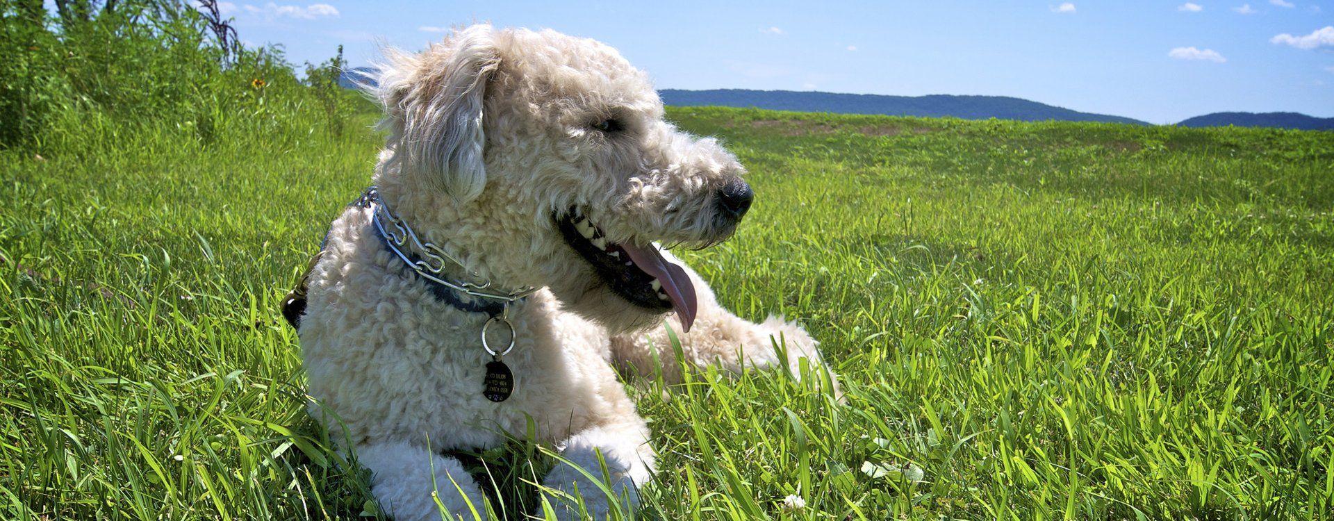 dog
