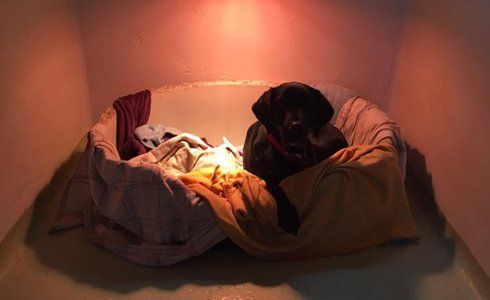 kennel