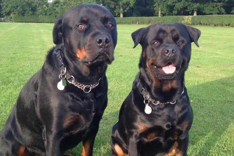 two dogs