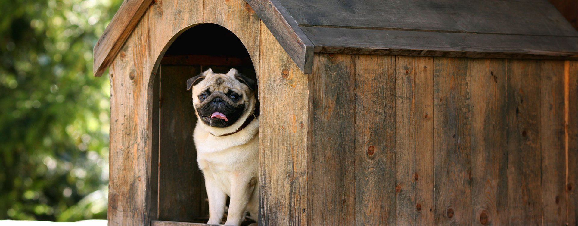 Dog in kennel