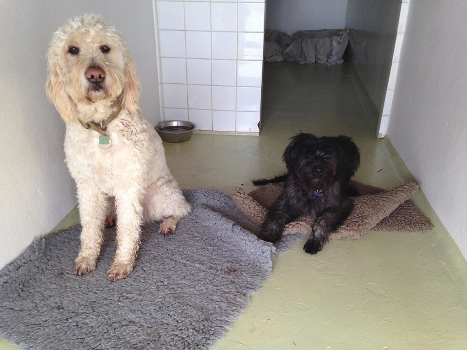 kennel