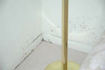 Mold Mold