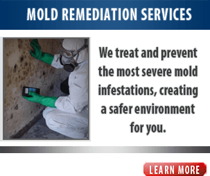 Mold Remediation Services