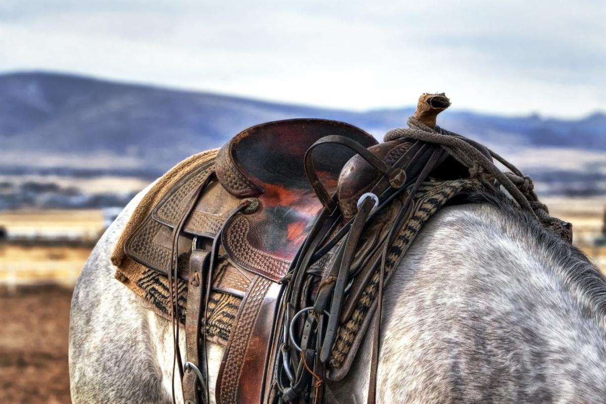 A Girl and Her Horse