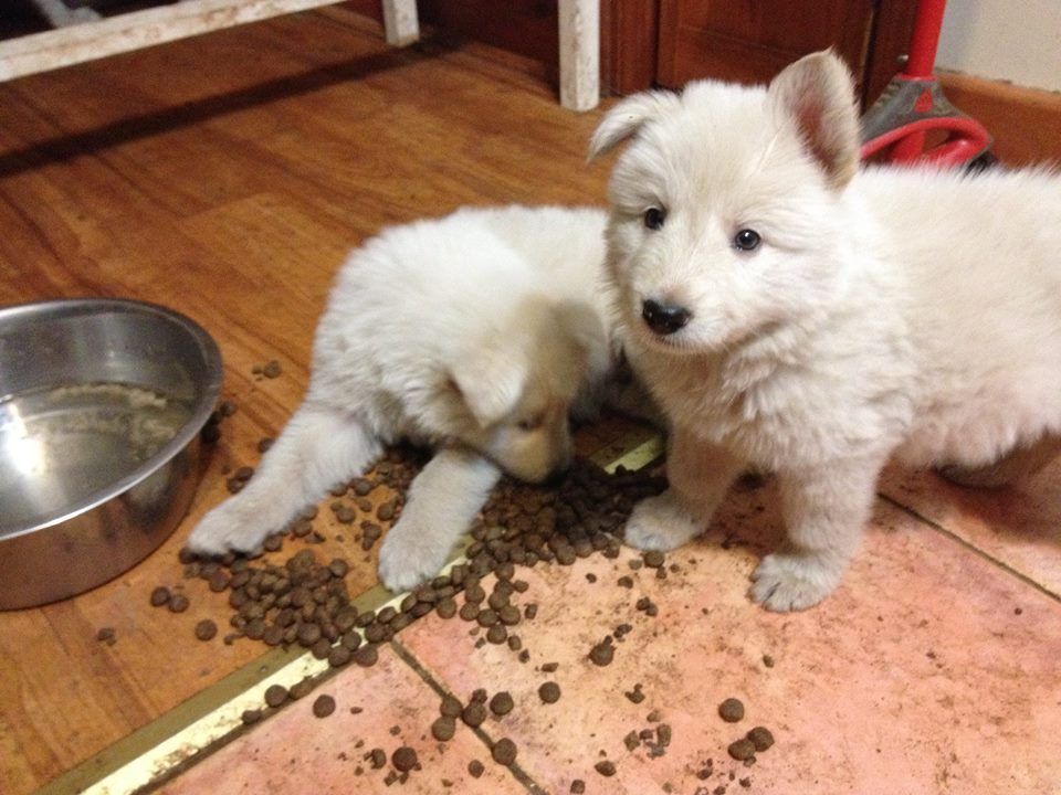 ASJ White Shepherds Puppy Images