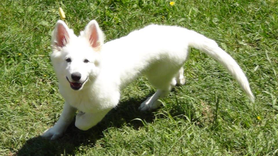 ASJ White Shepherds Dogs