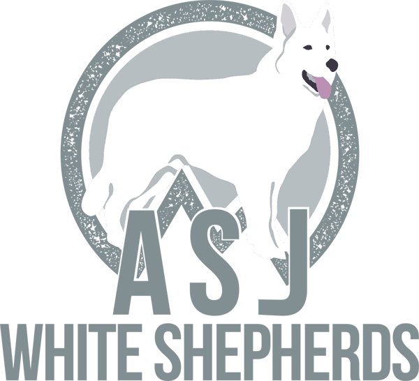 ASJ White Shepherds ASJ White Shepherds in Middletown CT