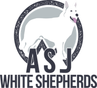 ASJ White Shepherds ASJ White Shepherds in Middletown CT