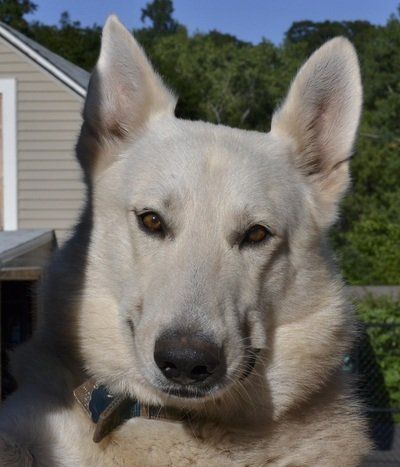 Samson ASJ White German Shepherds Breeding Services