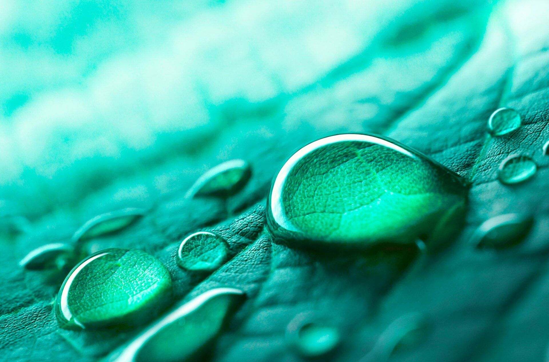 primo piano di gocce di rugiada su foglia verde