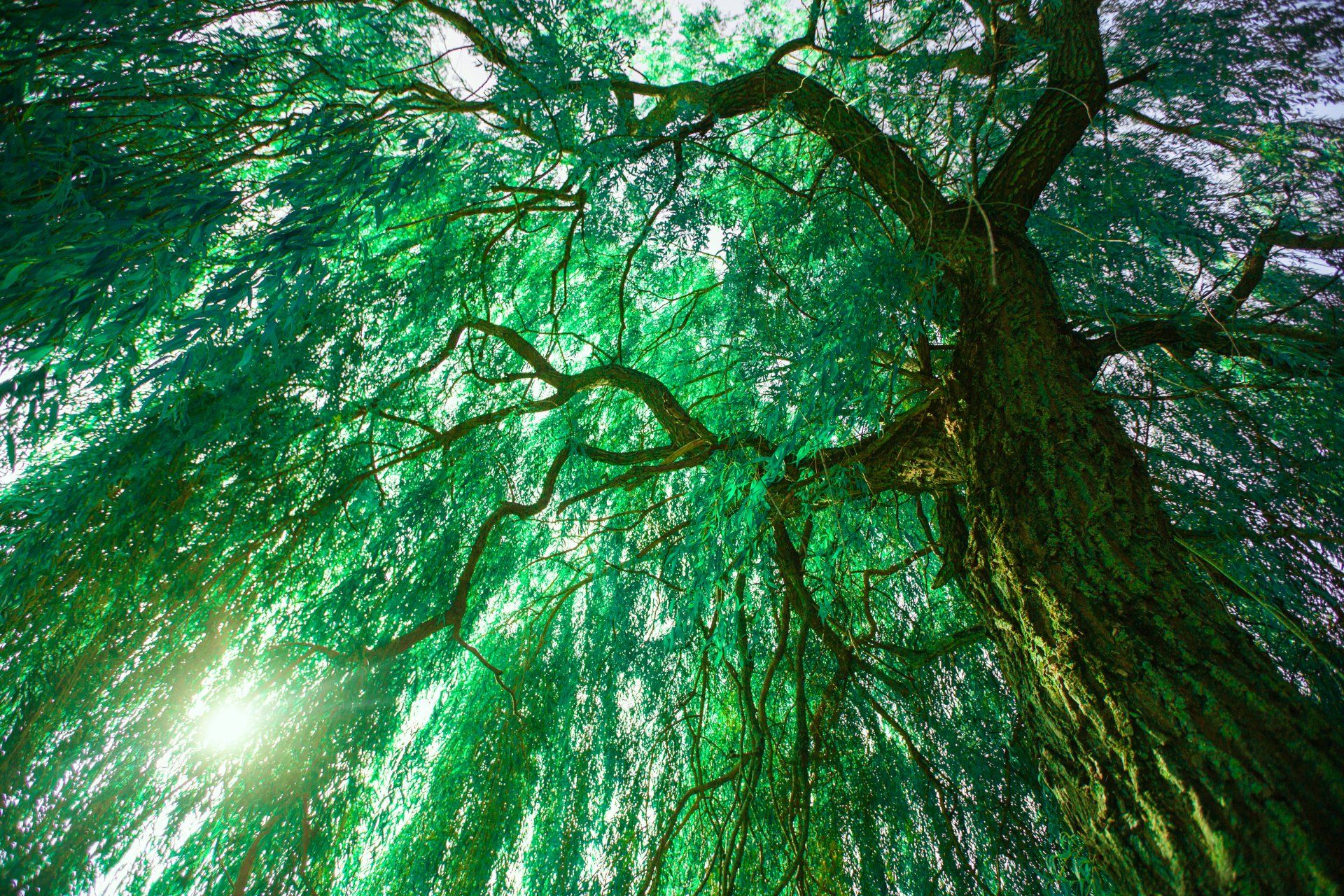primo piano di gocce di rugiada su foglia verde
