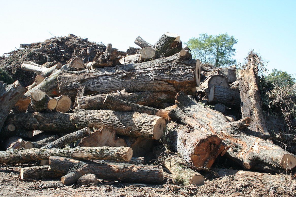 Pile of cut logs stacked outdoors near trees and blue sky