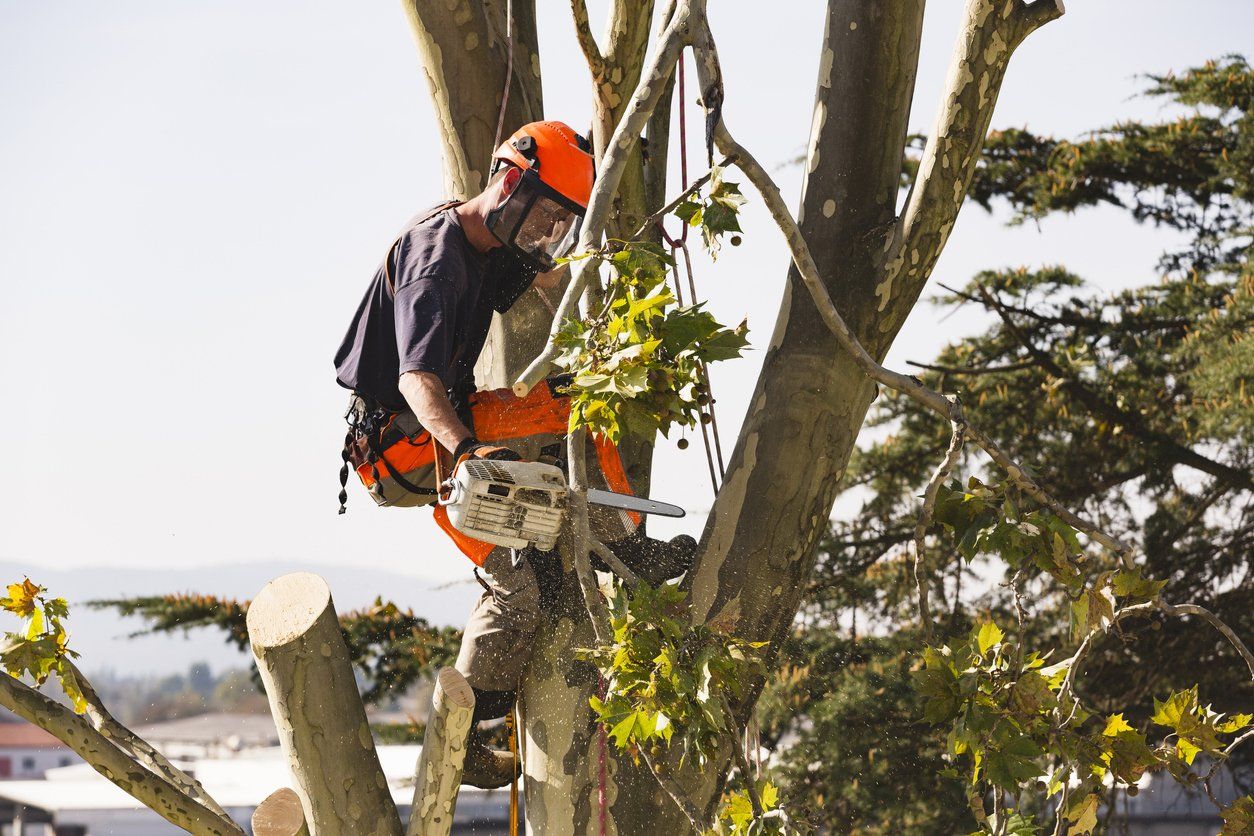 Arborist in orange helmet trimming tree branches with a chainsaw outdoors
