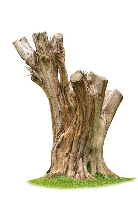 Gnarled tree stump with cut branches and a small patch of green grass at the base