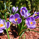 A bunch of purple flowers with a yellow center