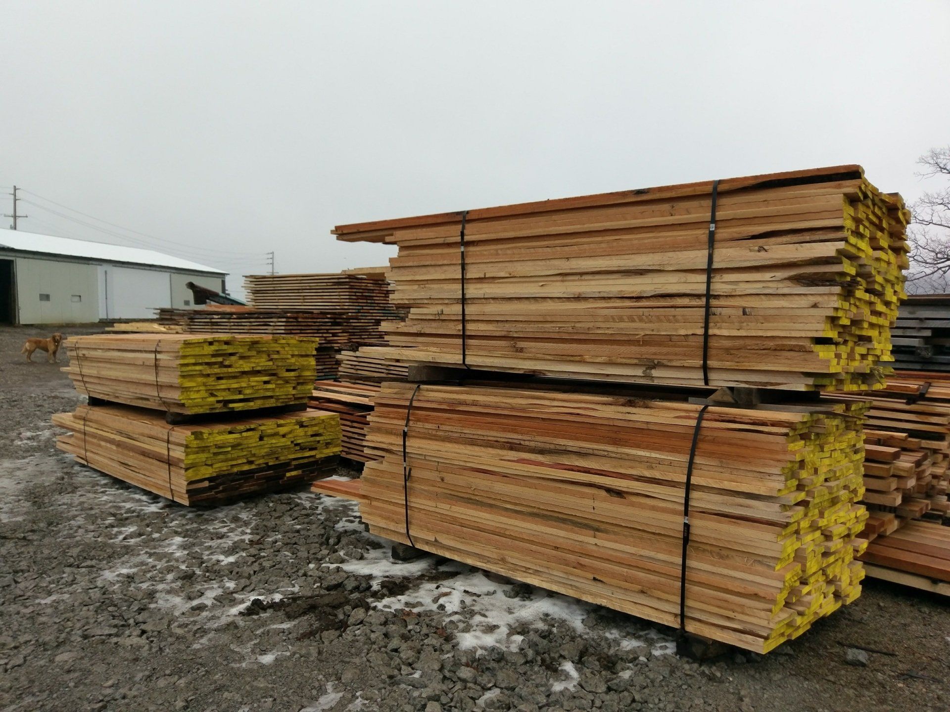Stacks of lumber with yellow ends on a muddy outdoor lot near a building.
