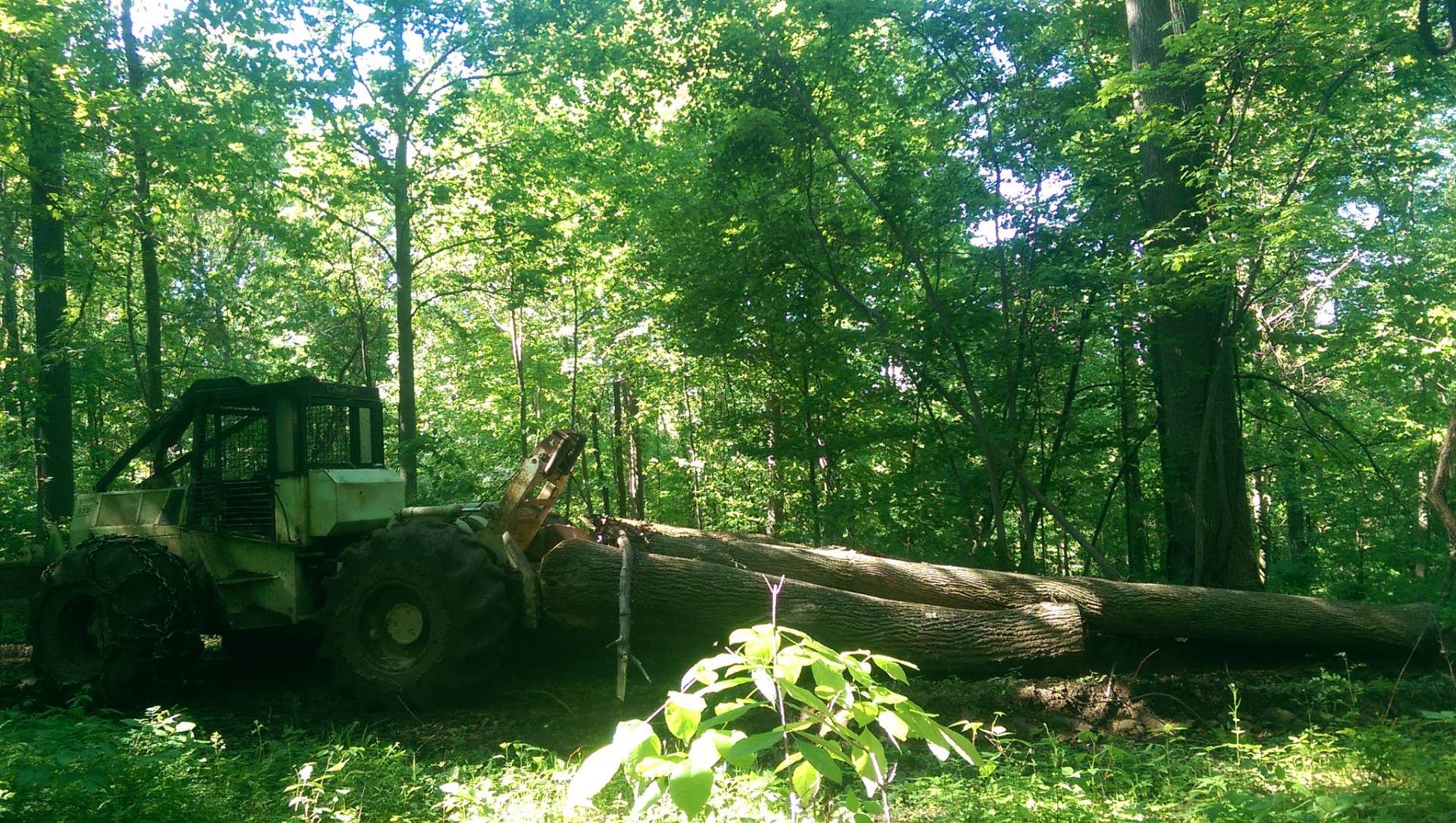 Green logging vehicle beside a fallen tree in a sunlit forest