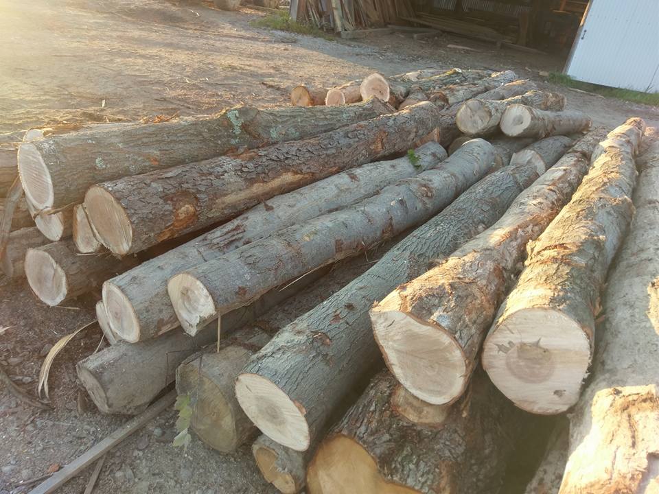 Stacked cut logs and tree trunks piled outdoors in sunlight.