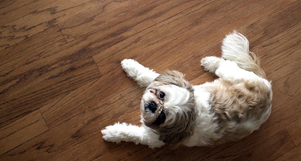 A brown and white dog is laying on its back on a wooden floor.