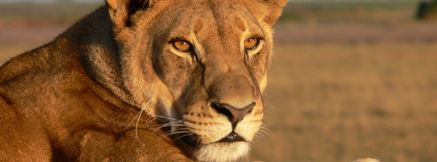 A lioness is laying down in the dirt and looking at the camera.