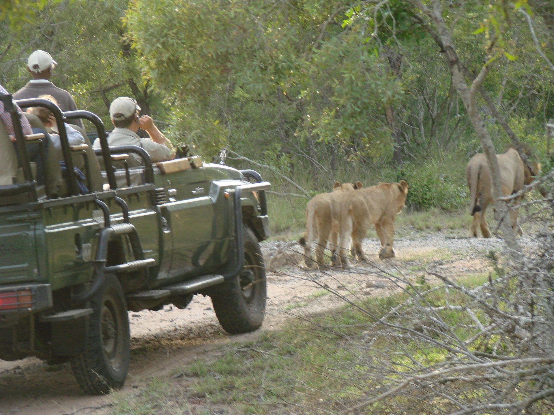 A group of people are sitting in a jeep looking at lions on a dirt road.