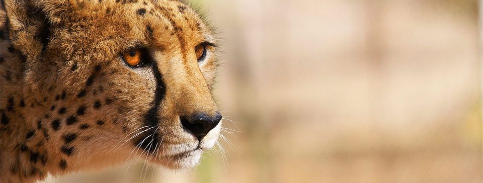 Hoedspruit Endangered Species Center