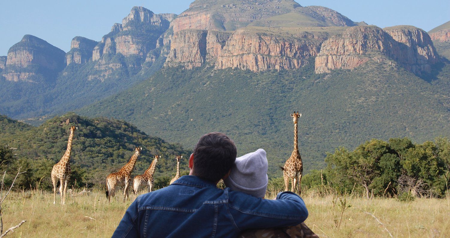A man and woman are looking at giraffes in a field with mountains in the background.