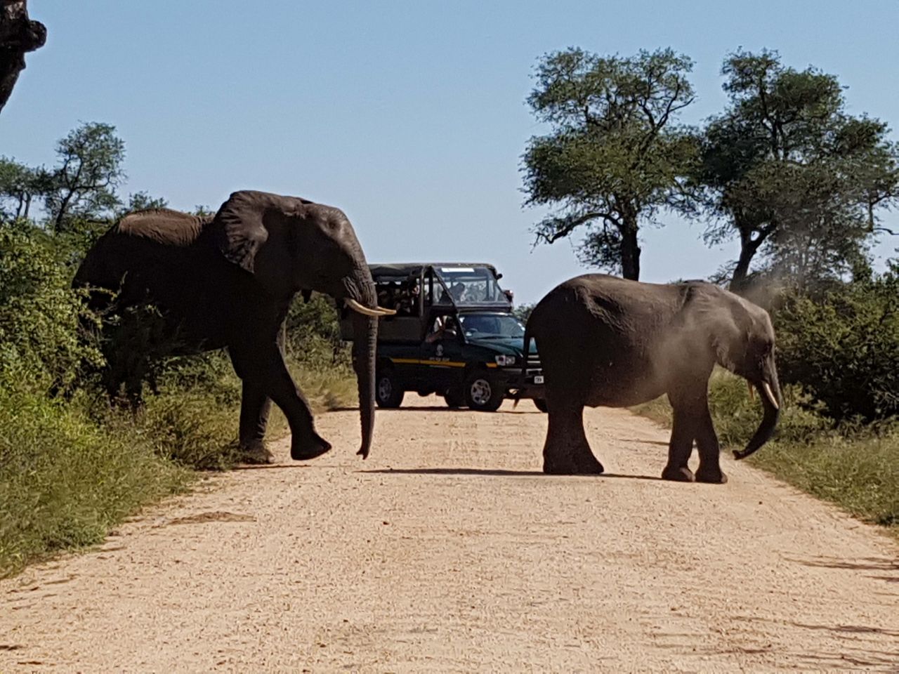Bushwillow Villa - The Fauna, we are ideally placed to explore the Kruger Park