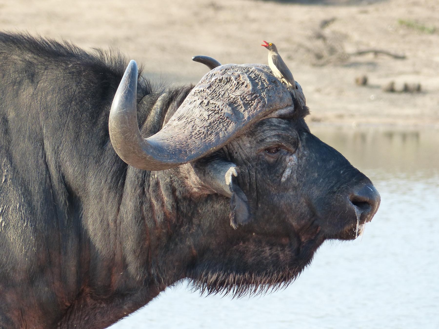 A close up of a water buffalo with a bird on its horn