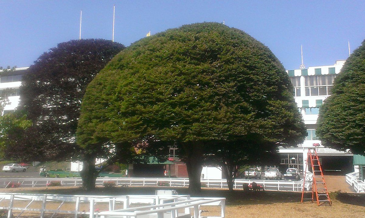 beaver tree pic 1