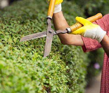 Tree Trimming - Tree Care Company in Long Branch, NJ