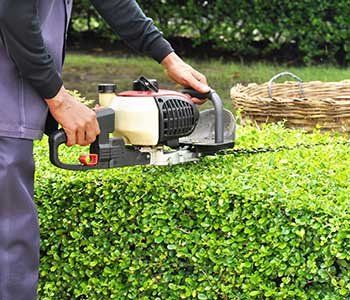 Trimming - Tree Care Company in Long Branch, NJ