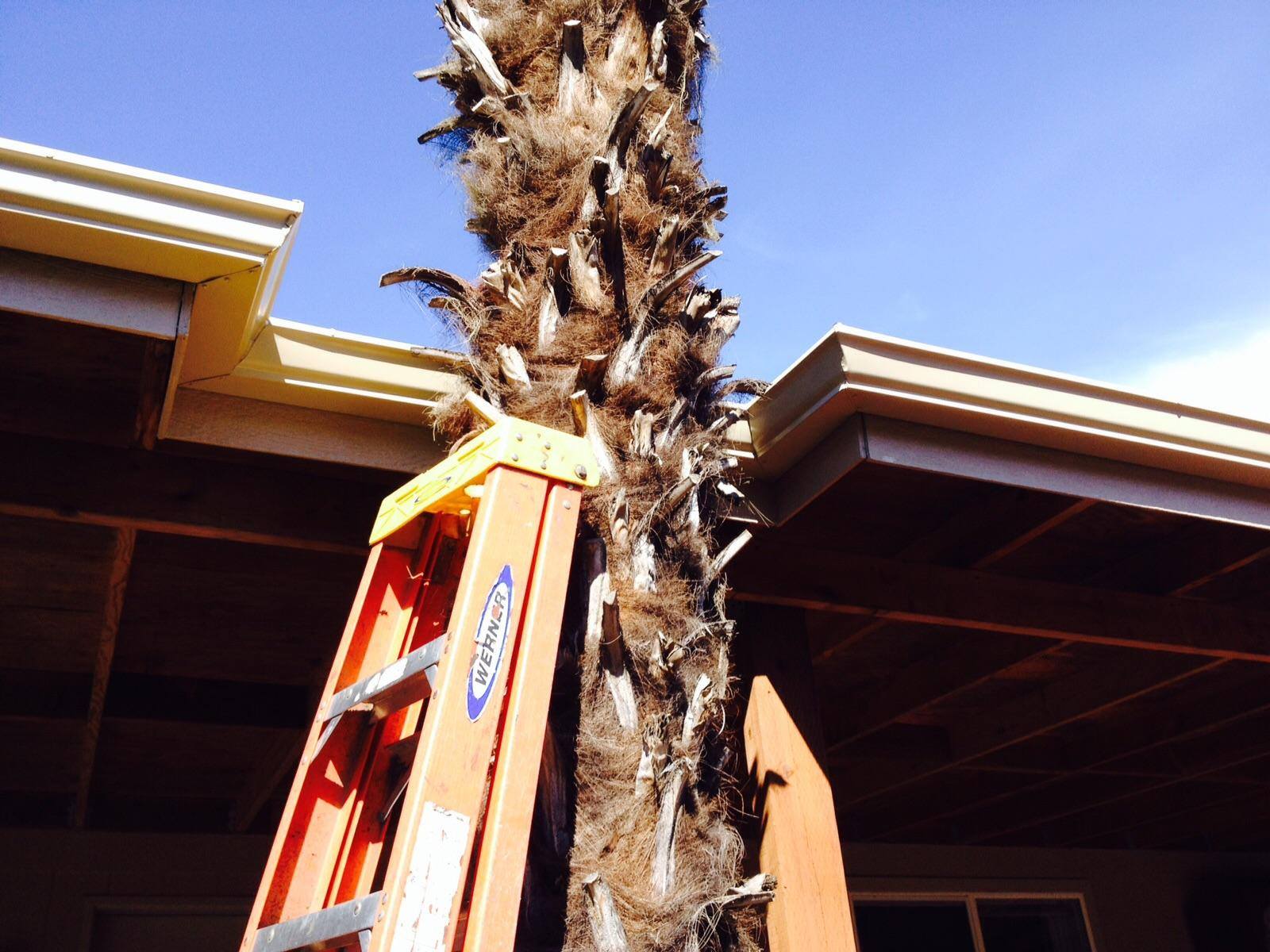 Tree Covering Gutter — Springfield, OR — American Seamless Guttering Tree Covering Gutter — Springfield, OR — American Seamless Guttering