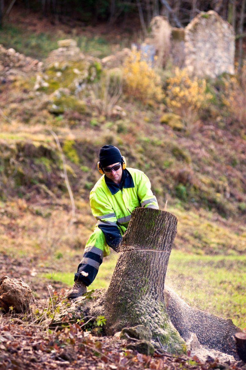 Valutazione delle stabilità degli alberi (VTA)