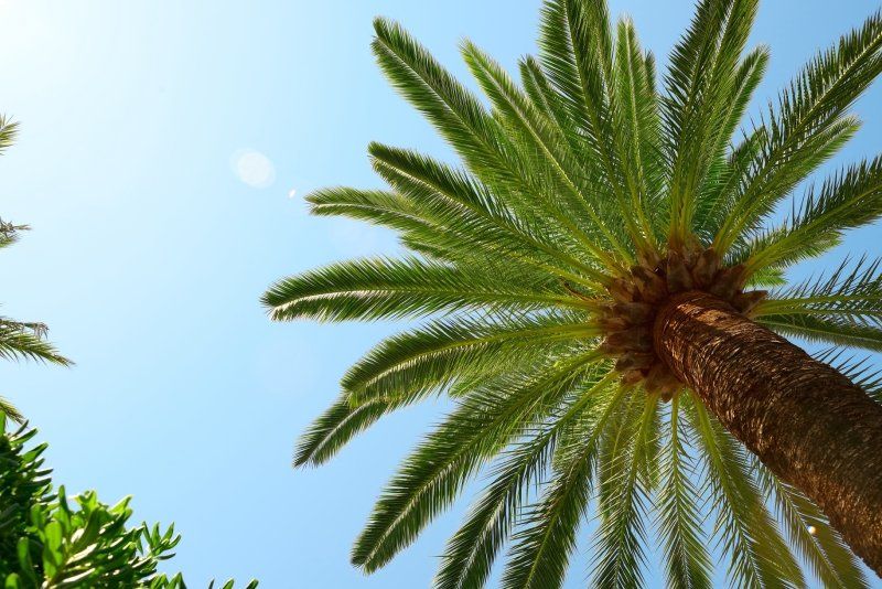 abbattimento palme