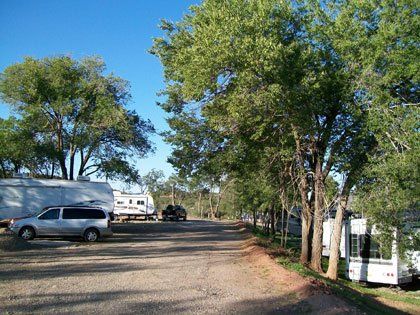 A row of trees along the side of a road
